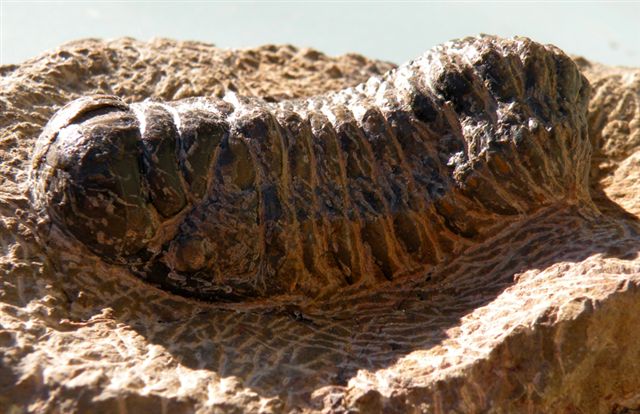 Trilobiti verosimilmente marocchine